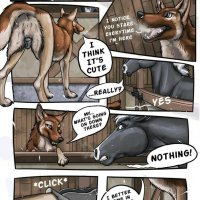 feral couples:stallion
