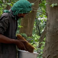 Pakistans tree-planting drive has a sweetener: more honey