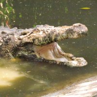 Buaya Mangap