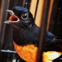 Penyebab Murai Batu Bunyi Tapi Mangap di Gantangan dan Cara Mengatasinya