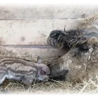 Mangalica1 image 16