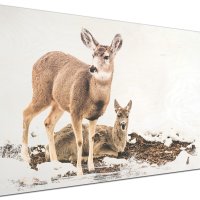 Holzbild Junge Elche im Schnee in Arizona