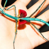 The Manga Stick Insect