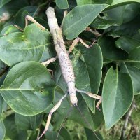 Metallic Stick Insect Achrioptera manga Orangea