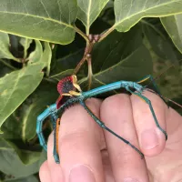 Metallic Stick Insect Achrioptera manga Orangea