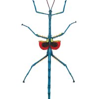 Metallic Stick Insect