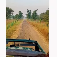 Jungle mein mangal