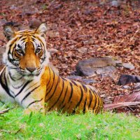 Jungle mein Mangal: Exhilarating experience of spotting Ridhi another Big Cat at in Ranthambhore