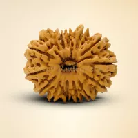 14 Mukhi Rudraksha 35mm
