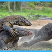 10 DODELIJKSTE monsterhagedissen ter wereld!