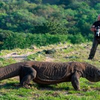 DNA geeft geheimen prijs van de komodovaraan