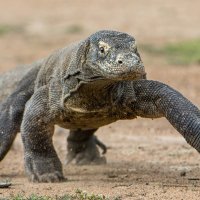 Komodovaraan