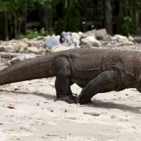 Toerist in Indonesië aangevallen door komodovaraan