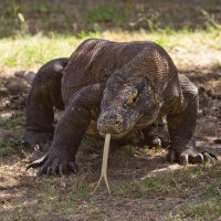 Breaking: komodovaraan valt toerist aan!