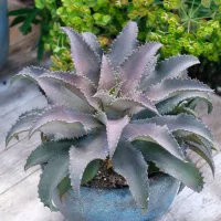 Mangave Manfreda x Agave