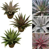 Mangave Manfreda x Agave