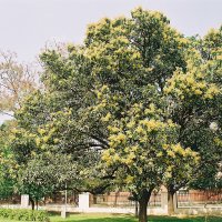 Mango soort