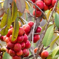 Transvaal MilkPlum Tree Englerophytum magalismontanum Live Africa Sapote Plant