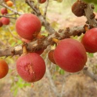 Transvaal MilkPlum Tree Englerophytum magalismontanum Live Africa Sapote Plant