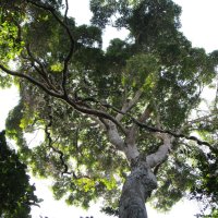 Sri Lankaanse mango Mangifera zeylanica