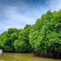 Explore Mangrove Forests In Tamil Nadu At Pichavaram