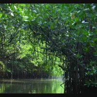 Wander through the worlds second largest mangrove forest in TNs Pichavaram to be with nature