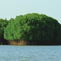 The Goddess and the Mangroves
