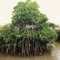 Pichavaram mangroves hi-res stock photography and images