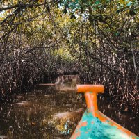 A day trip to PichavaramSecond largest Mangrove Forest in the world