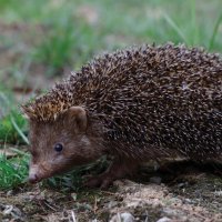 A newfound type of hedgehog is small dark and adorable
