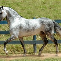 Mangalarga marchador