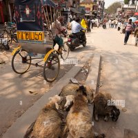 India Assam Mangaldai MG Road sheep resting in middle of main road Stock Photo