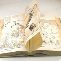 Speaking Volumes: Japanese Bookbinding