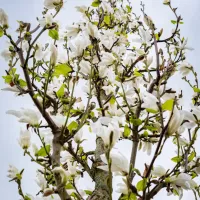 Magnolia kobus ISIS Marczy