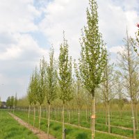 Magnolia kobus ISIS Marczy