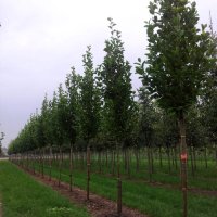 Magnolia kobus ISIS Marczy