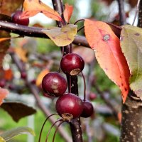 Roodbladige sierappel Scarlett Malus toringo Scarlett kopen