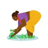 illustration vectorielle de rizières indiennes avec des ouvriers.farmer labourant le champ avec une paire de boeufs transportant des plants de riz pour la plantation. femmes travaillant dans la rizière. authentique agriculture traditionnelle.
