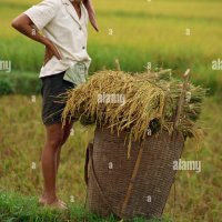 Femme dans un champ de riz avec panier en osier de récolte de riz à Mai Chau au Vietnam Asie J Sweeney Photo Stock