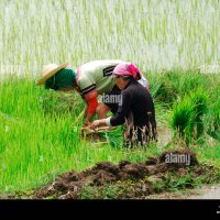 Les femmes travaillant dans la rizière Banque de photographies et dimages à haute résolution