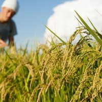 Les riziculteurs plantent de plus en plus de variétés résistantes aux canicules