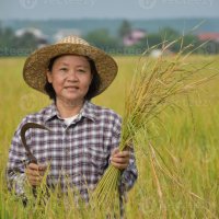 portrait dune agricultrice asiatique âgée qui tient joyeusement un bouquet de riz et de faucille de récolte près de son champ de riz. notion de vie heureuse 7800781 Photo de stock chez