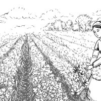 femmes travail sur riz des champs 24702002 Art vectoriel chez Vecteezy
