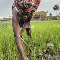 Les femmes ont tendance à leur culture de riz près de Bo en Sierra Leone Photo Stock