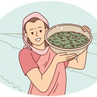 femmes travail sur riz des champs 24702002 Art vectoriel chez Vecteezy