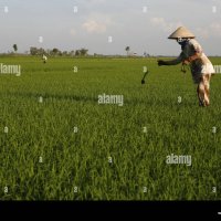 Femme dans une rizière Banque de photographies et dimages à haute résolution