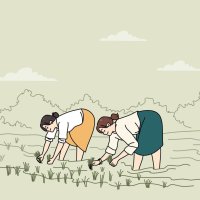 femmes permanent dans leau sur plantation travail sur riz champ. femelle des employés agriculture sur biologique les terres agricoles. agriculture et Manuel travail. vecteur illustration. 20549639 Art vectoriel chez Vecteezy