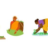 illustration vectorielle de rizières indiennes avec des ouvriers.farmer labourant le champ avec une paire de boeufs transportant des plants de riz pour la plantation. femmes travaillant dans la rizière. authentique agriculture traditionnelle.
