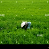 Femme dans une rizière Banque de photographies et dimages à haute résolution