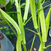 Mangalapuram Ooru Okra Mangalore native Ladyfinger